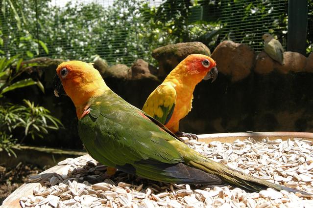 Kuala Lumpur Bird Park